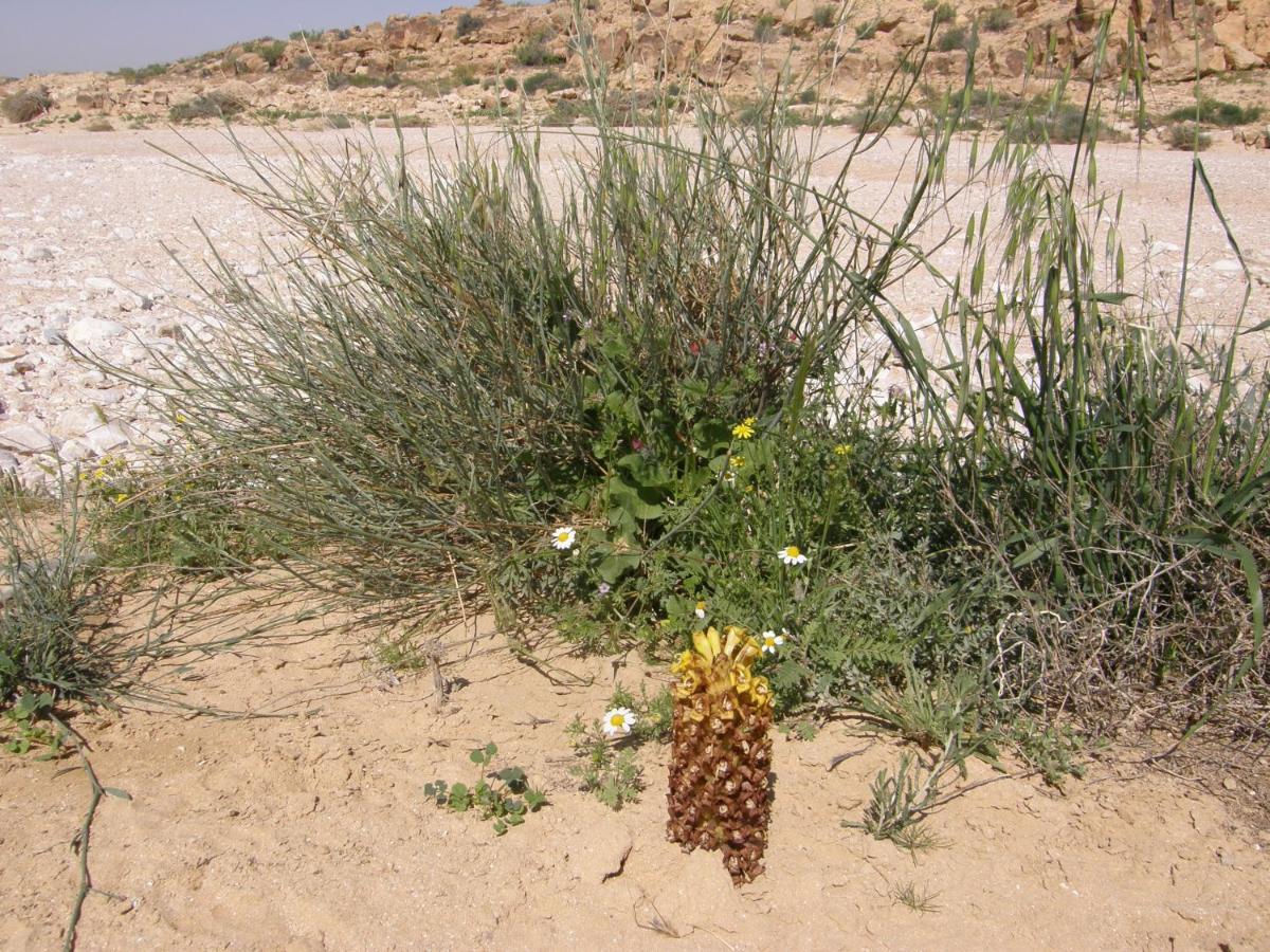 Hadass Desert Inn Dimona Kültér fotó
